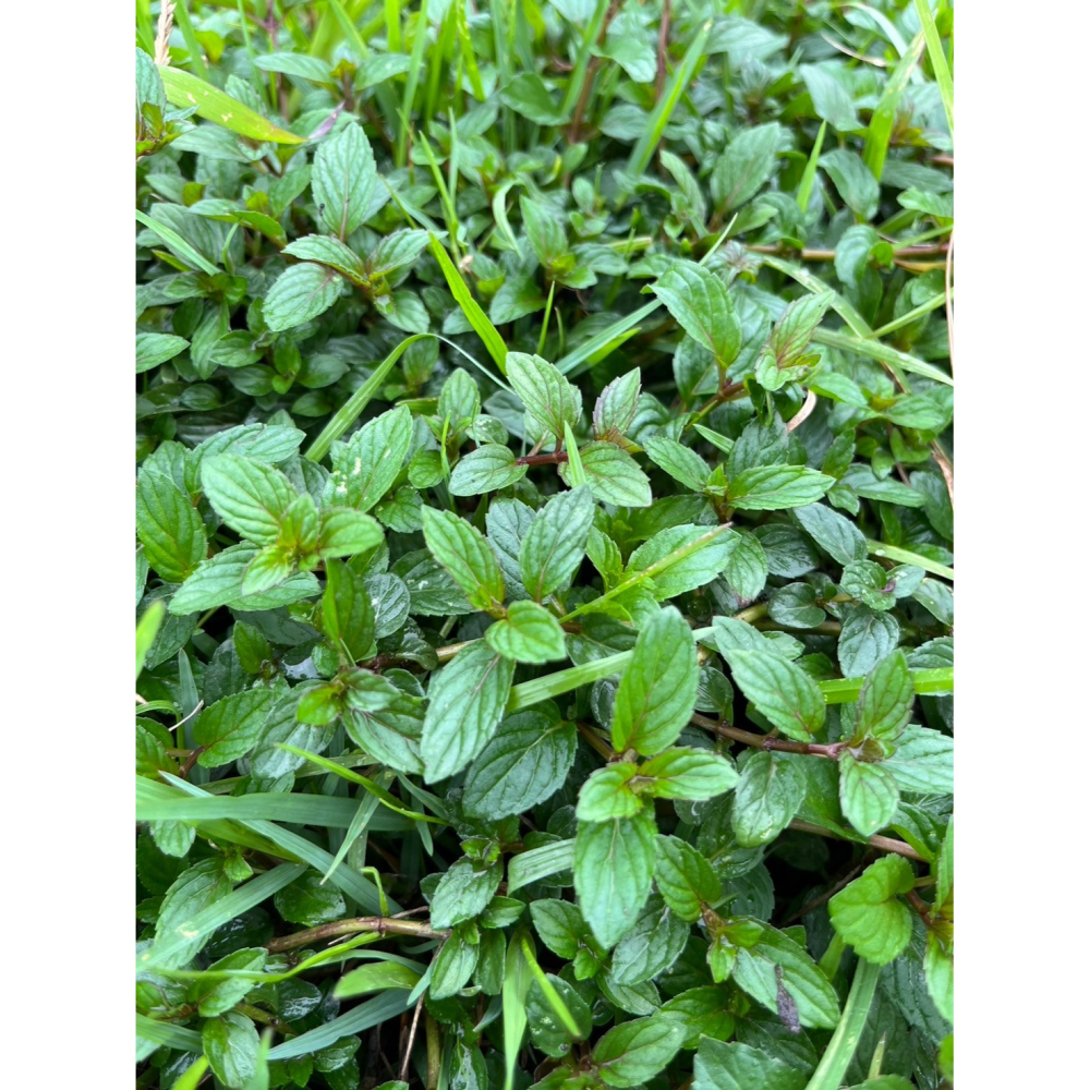 花苼-淡香曦顏10入茶包組(檸檬馬鞭草+歐薄荷)、台灣種植、無農藥檢測通過、花茶包、薄荷茶包、無農藥無毒、低溫烘焙-細節圖4