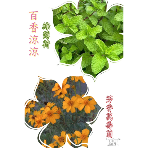 花苼-百香涼涼10入茶包組（綠薄荷+芳香萬壽菊葉)、台灣種植、無農藥檢測通過、花茶包、薄荷茶包、無農藥無毒、低溫烘焙