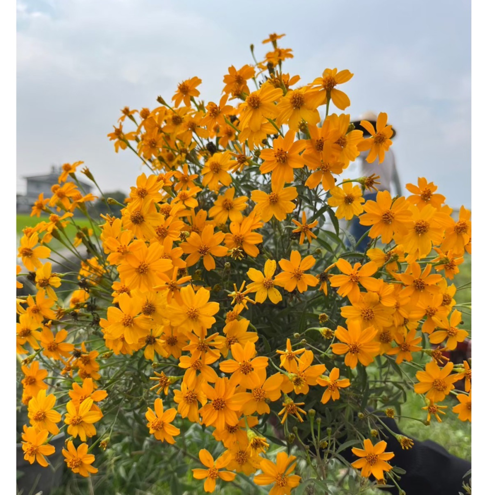 花苼-百香涼涼10入茶包組（綠薄荷+芳香萬壽菊葉)、台灣種植、無農藥檢測通過、花茶包、薄荷茶包、無農藥無毒、低溫烘焙-細節圖4