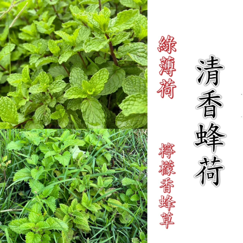 花苼-清香蜂荷10入茶包組(綠薄荷+檸檬香蜂草)、台灣種植、無農藥檢測通過、花茶包、薄荷茶包、無農藥無毒、低溫烘焙