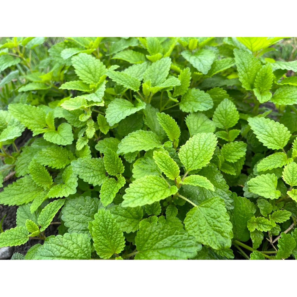 花苼-清香蜂荷10入茶包組(綠薄荷+檸檬香蜂草)、台灣種植、無農藥檢測通過、花茶包、薄荷茶包、無農藥無毒、低溫烘焙-細節圖3