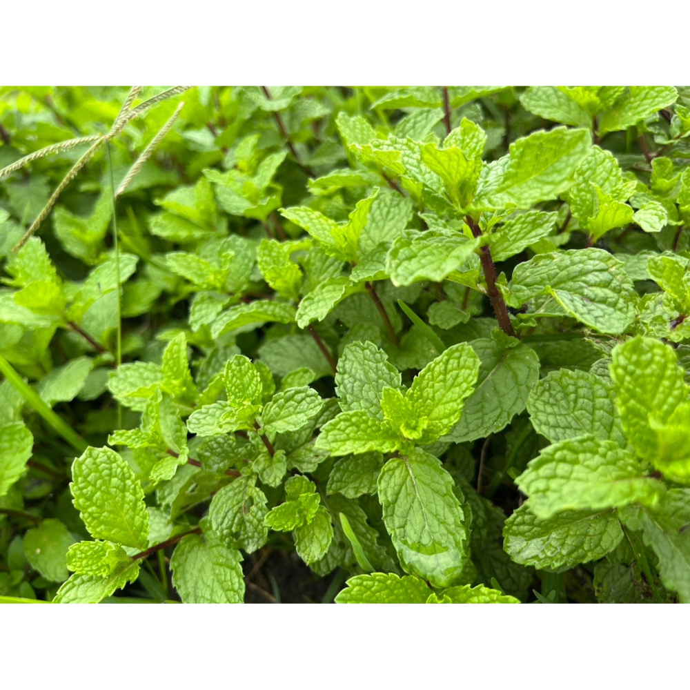 花苼-清香蜂荷10入茶包組(綠薄荷+檸檬香蜂草)、台灣種植、無農藥檢測通過、花茶包、薄荷茶包、無農藥無毒、低溫烘焙-細節圖4