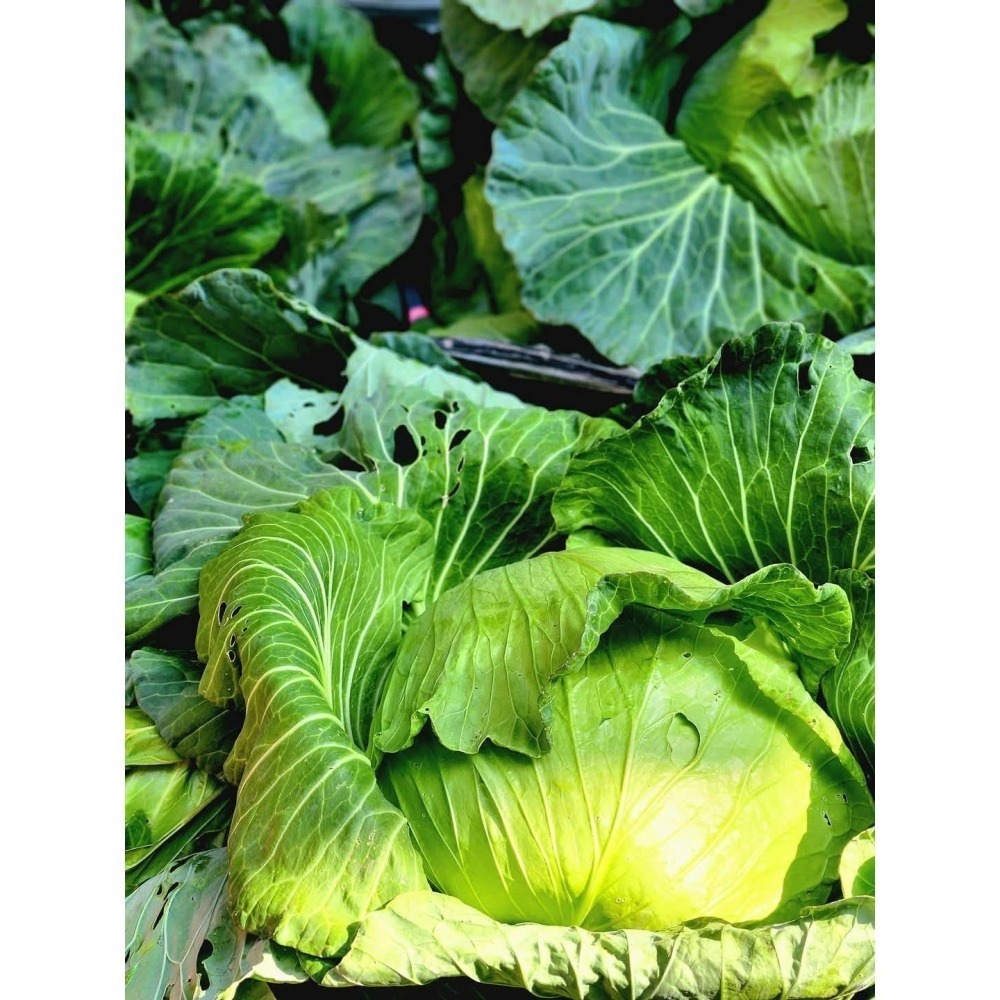 高麗菜水餃-細節圖5