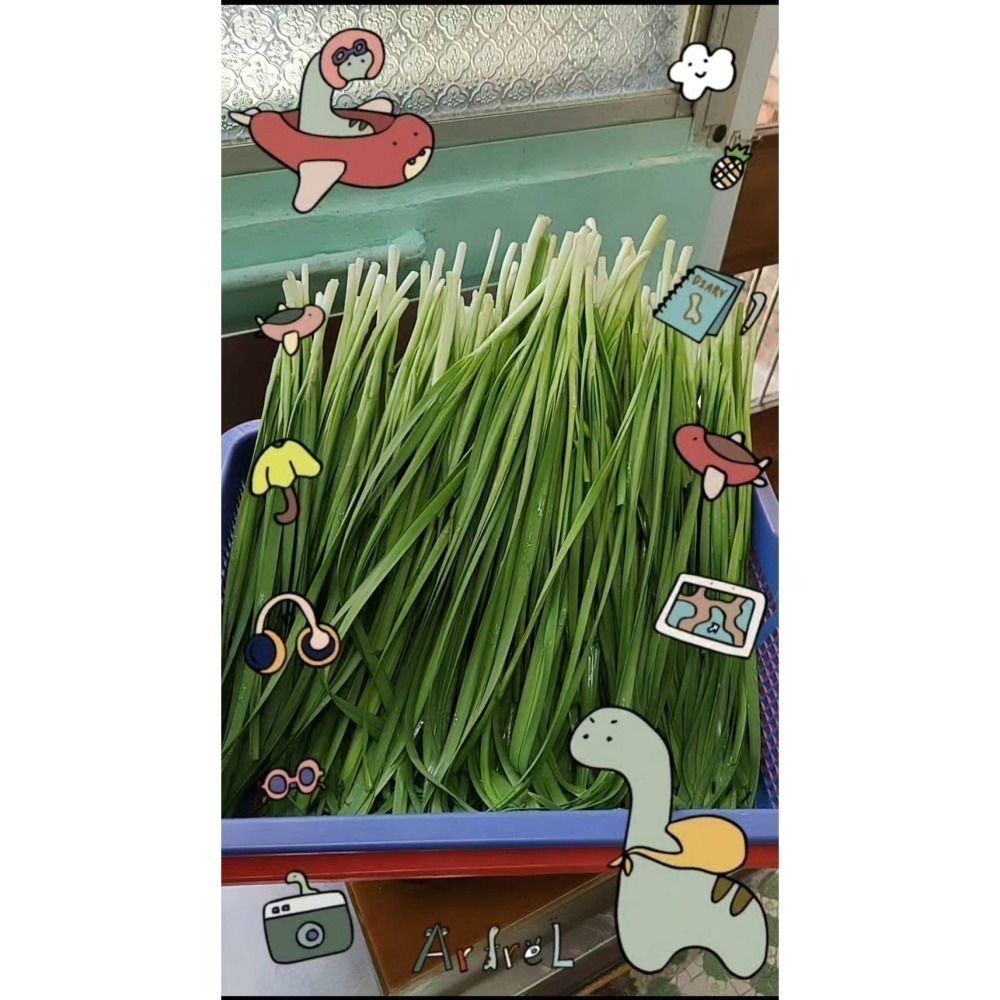 韭菜水餃-細節圖4