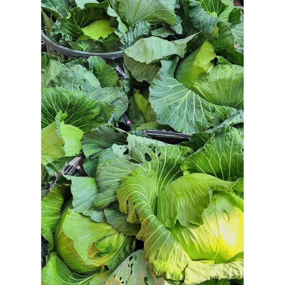 玉米水餃-細節圖3