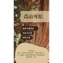 木質調｜試香小蠟燭-規格圖6