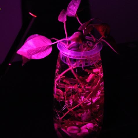 USB led 植物生長燈 室內仿太陽光 補光燈 全光譜 花卉 多肉 紅藍燈植物燈 盆栽燈 新款 全光譜 全波長 USB-細節圖3