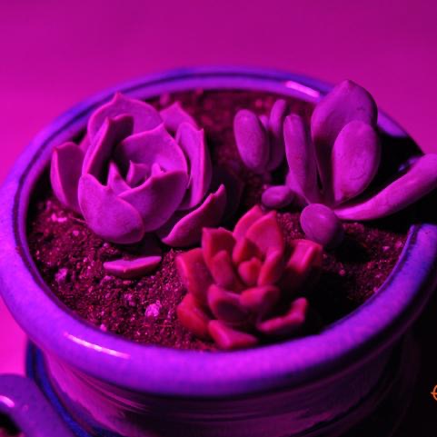 USB led 植物生長燈 室內仿太陽光 補光燈 全光譜 花卉 多肉 紅藍燈植物燈 盆栽燈 新款 全光譜 全波長 USB-細節圖2