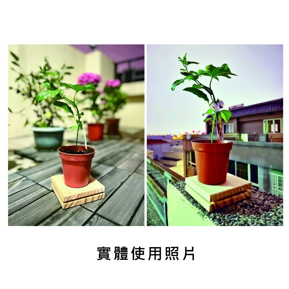 【台灣製造-現貨】GAGAGO品牌獨家設計專利 防蟻墊 松木防蟻墊 寵物防蟻墊 盆栽防蟻墊 甜品防蟻墊 防螞蟻 免加水防-細節圖3