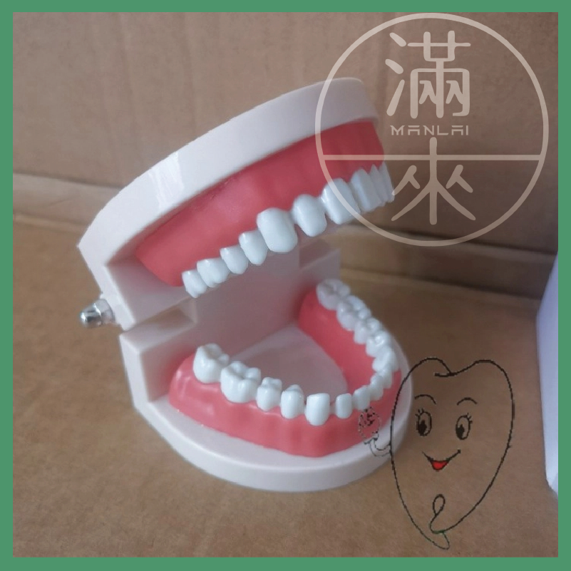 成人/兒童 1:1牙縫模型(有牙縫)【客滿來】可固定角度 保母證照 術科考試練習 幼兒刷牙教學 兒童口腔清潔 ARKV-細節圖3