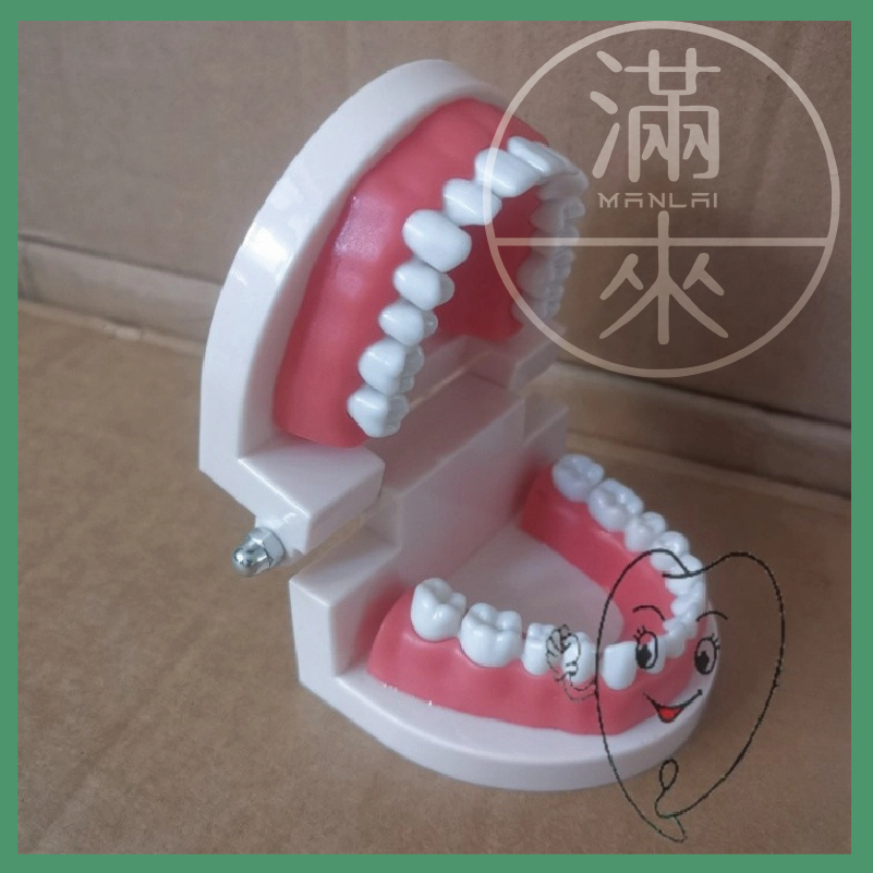 成人/兒童 1:1牙縫模型(有牙縫)【客滿來】可固定角度 保母證照 術科考試練習 幼兒刷牙教學 兒童口腔清潔 ARKV-細節圖4