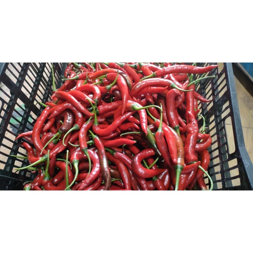 晨實商店-大辣椒一斤（600克）-規格圖1