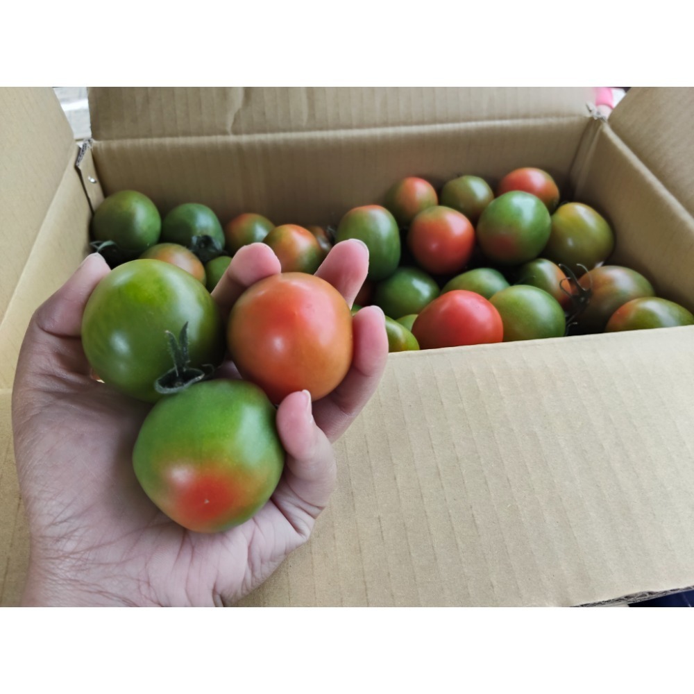 黑柿十斤-規格圖1