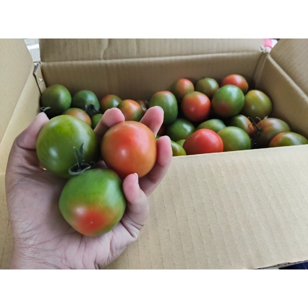 羊角十斤-規格圖1