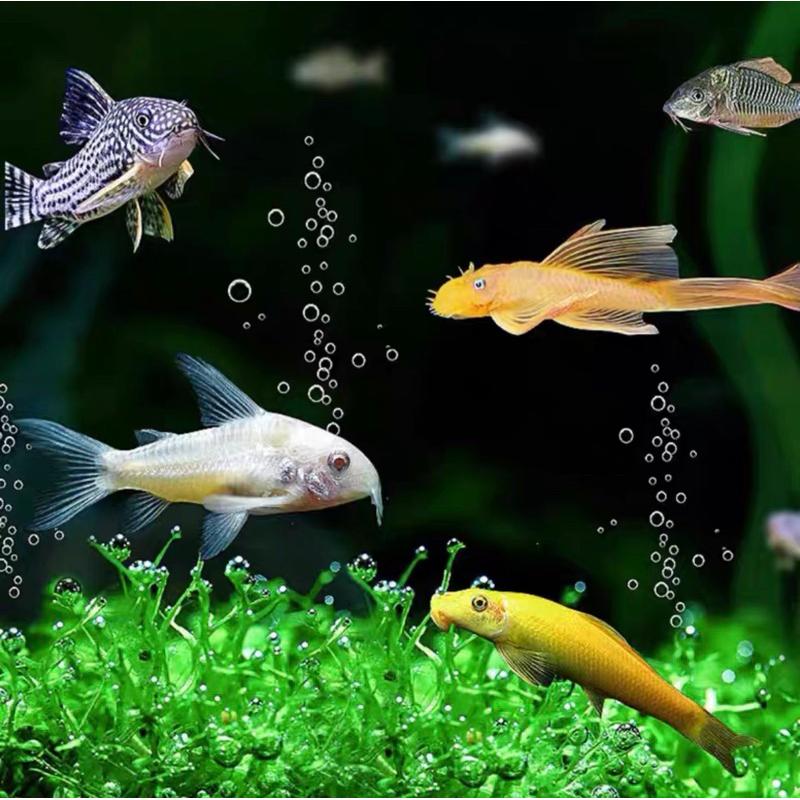 底棲2顆一元 沈底 底棲魚增艷飼料 異形 琵琶鼠魚 清道夫 營養增艷飼料 【日本進口有名飼料散裝】小片約6m大片約16m-細節圖2