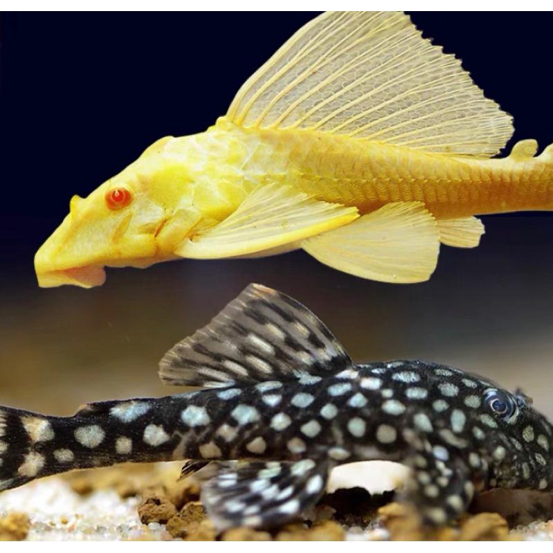 底棲2顆一元 沈底 底棲魚增艷飼料 異形 琵琶鼠魚 清道夫 營養增艷飼料 【日本進口有名飼料散裝】小片約6m大片約16m-細節圖3