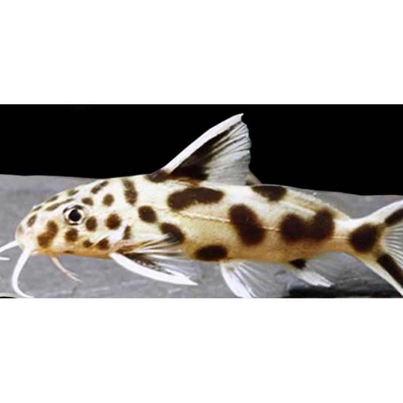 底棲2顆一元 沈底 底棲魚增艷飼料 異形 琵琶鼠魚 清道夫 營養增艷飼料 【日本進口有名飼料散裝】小片約6m大片約16m-細節圖4