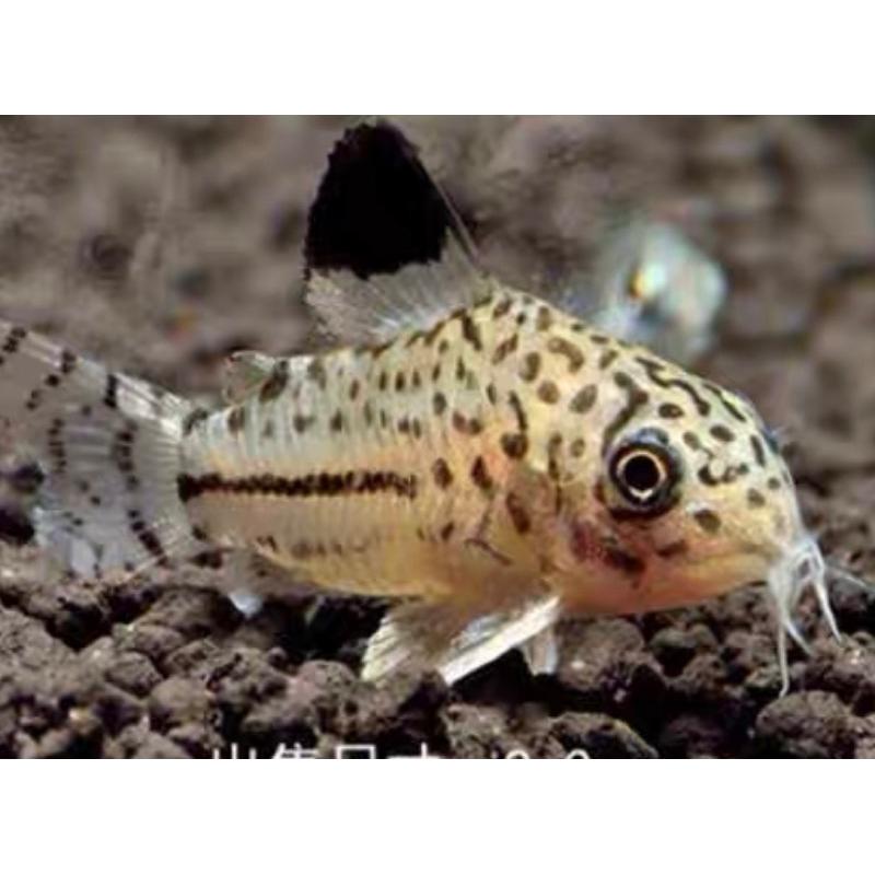 底棲2顆一元 沈底 底棲魚增艷飼料 異形 琵琶鼠魚 清道夫 營養增艷飼料 【日本進口有名飼料散裝】小片約6m大片約16m-細節圖5