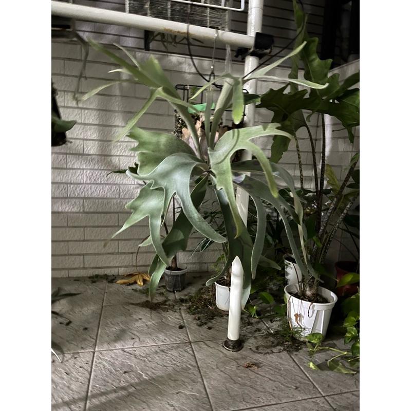 販售:弦月鹿角蕨「側芽」（封面為原廠圖）-細節圖2