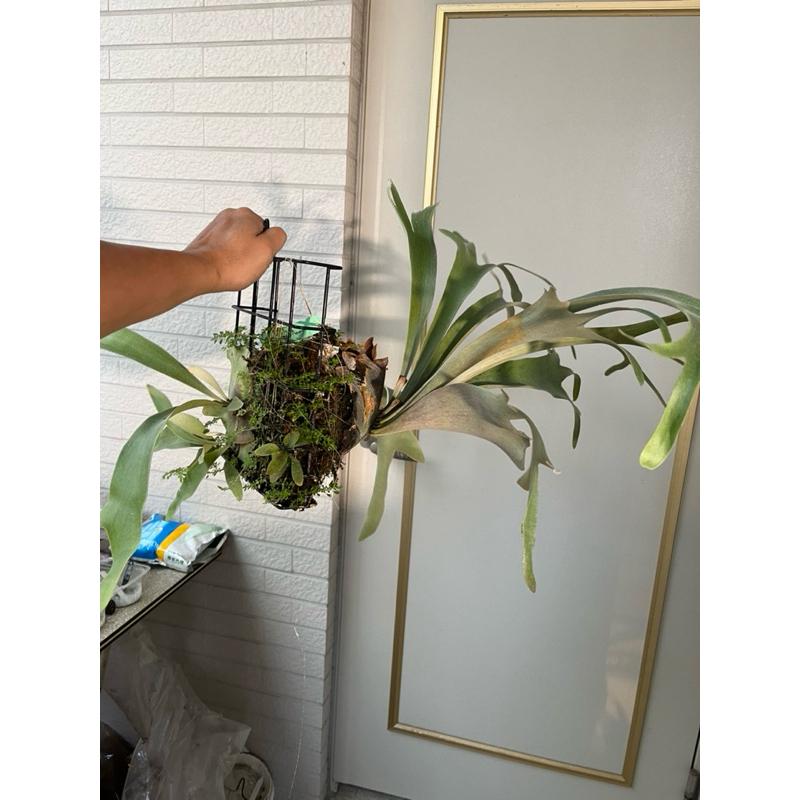 販售:弦月鹿角蕨「側芽」（封面為原廠圖）-細節圖3