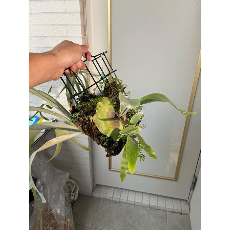 販售:弦月鹿角蕨「側芽」（封面為原廠圖）-細節圖4