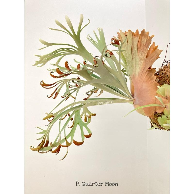 販售:弦月鹿角蕨「側芽」（封面為原廠圖）-細節圖5