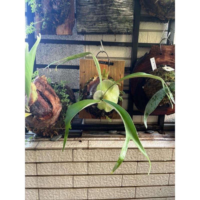 販售已上板：銀猴鹿角蕨、北猴鹿角蕨-細節圖2