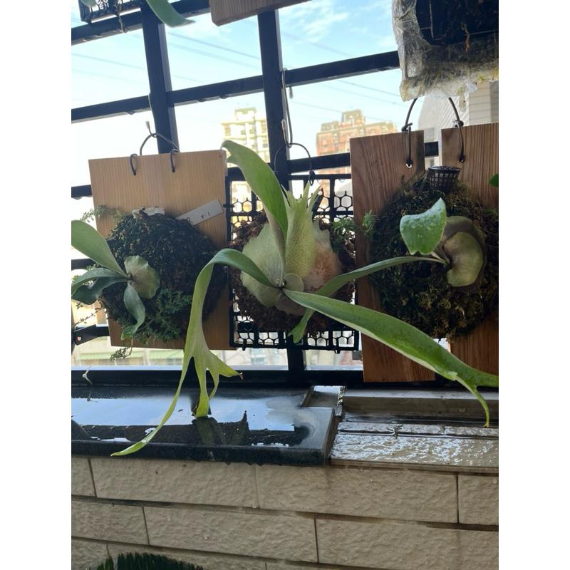 販售已上板：銀猴鹿角蕨、北猴鹿角蕨-細節圖3