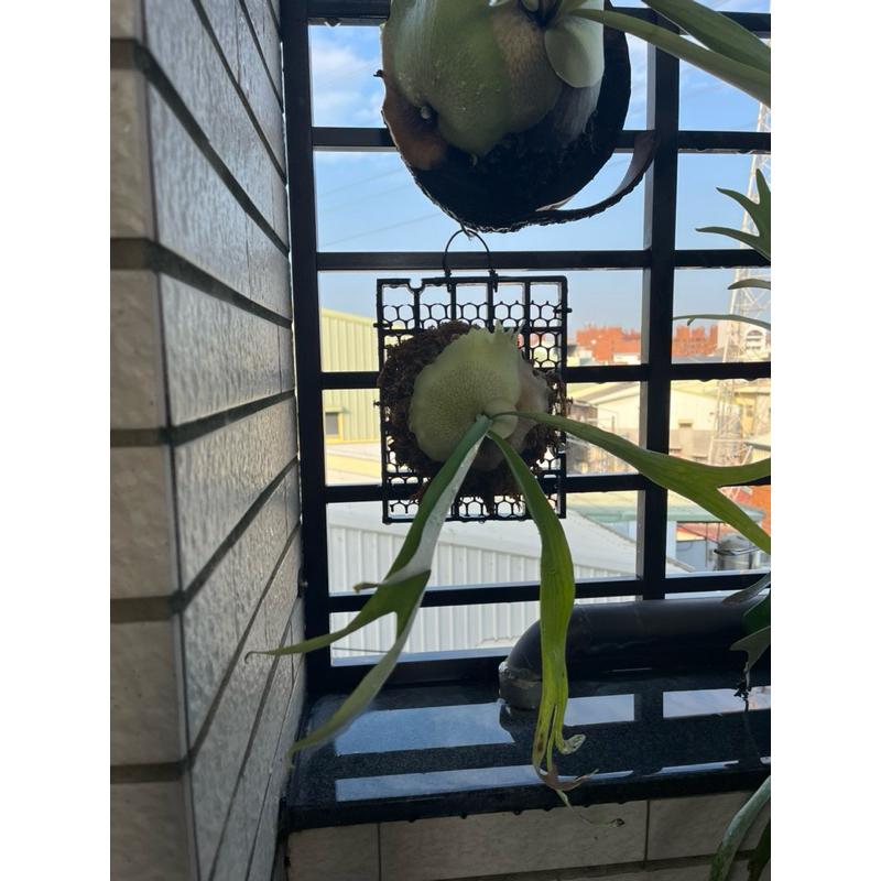 販售已上板：銀猴鹿角蕨、北猴鹿角蕨-細節圖4