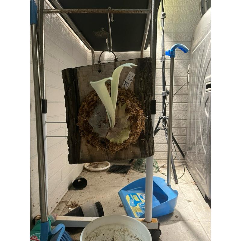 販售已上板：銀猴鹿角蕨、北猴鹿角蕨-細節圖5