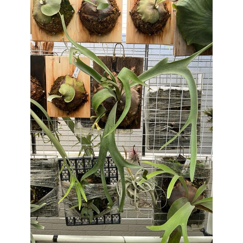 販售已上板：銀猴鹿角蕨、北猴鹿角蕨-細節圖6