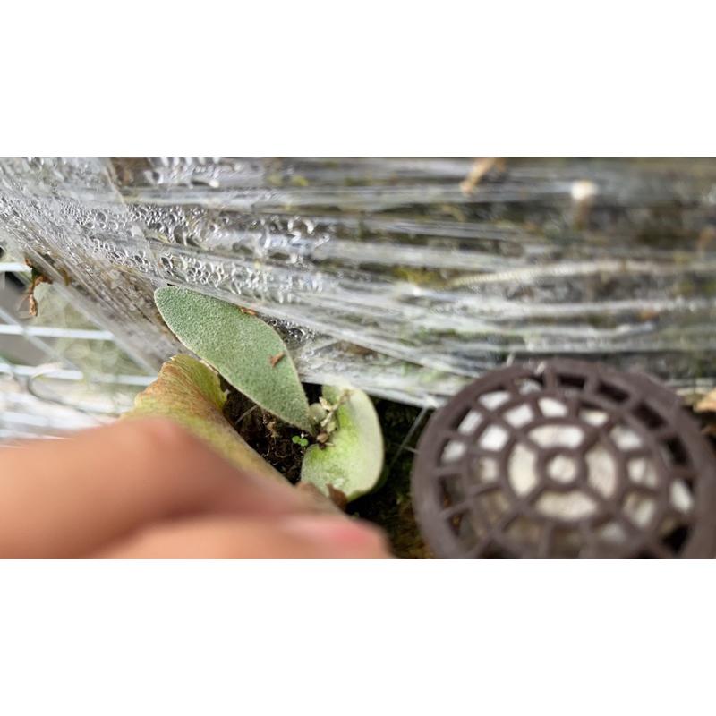 圖為母株，販售「野猴」鹿角蕨側芽-細節圖2