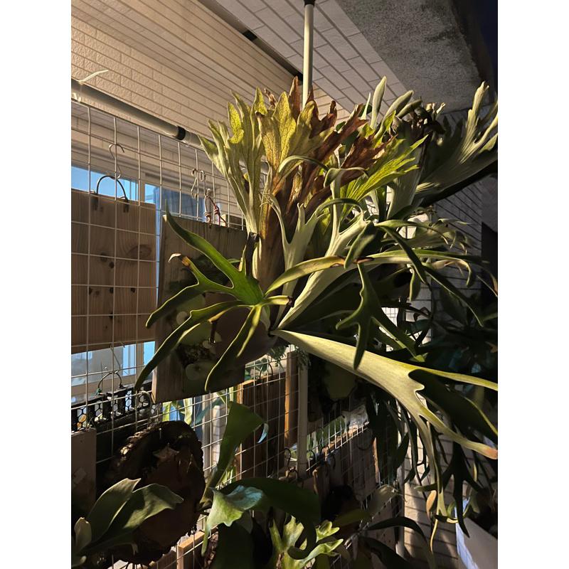 鹿角蕨P.Pewchan側芽-細節圖2