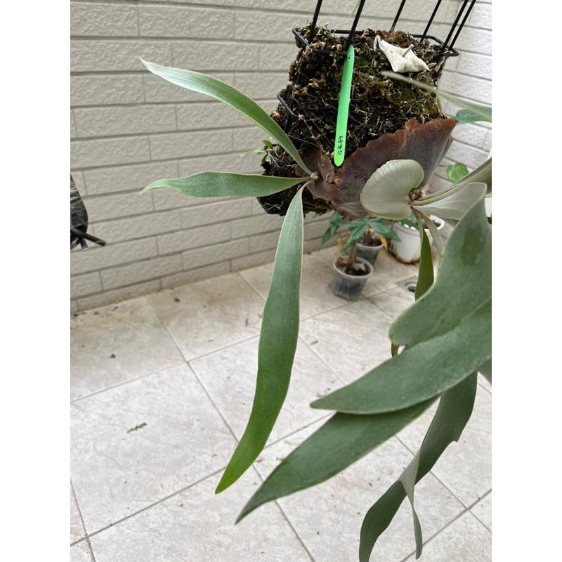 P.Quarter Moon(弦月）販售已上鋼籃側芽-細節圖2