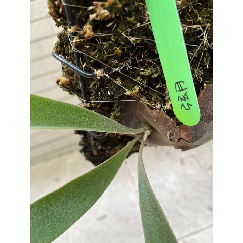 P.Quarter Moon(弦月）販售已上鋼籃側芽-細節圖3