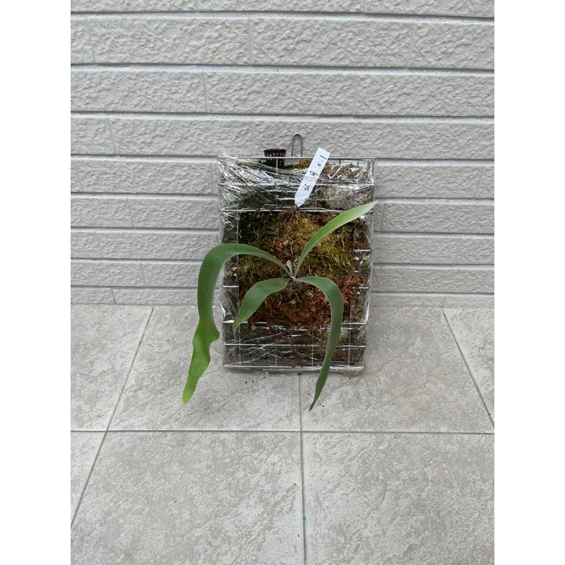 P.Quarter Moon(弦月）販售已上鋼籃側芽-細節圖4