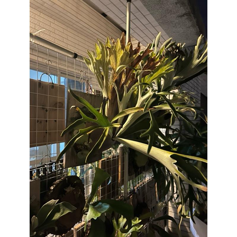 鹿角蕨側芽新手，銀鹿、皮陳、普鹿-細節圖2