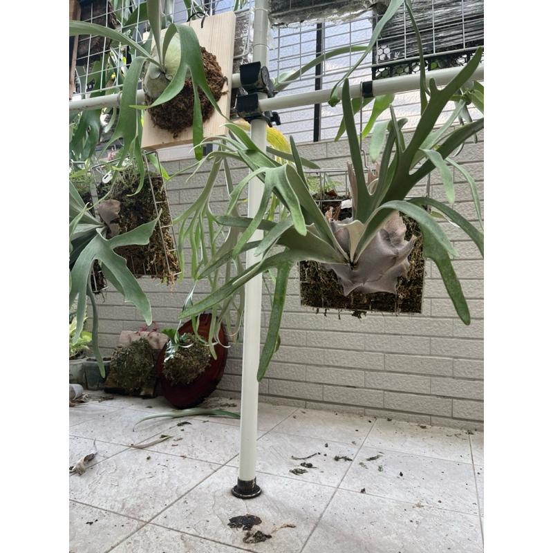 鹿角蕨側芽新手，銀鹿、皮陳、普鹿-細節圖3