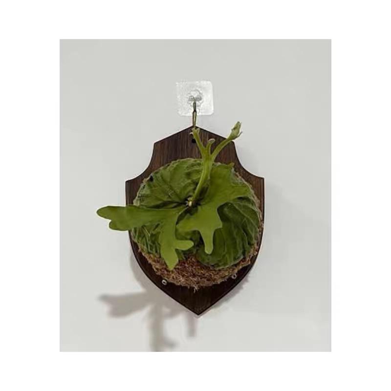 精品造型板材🌟黑胡桃實木材質，鹿角蕨、蘭花、掛籃、上板、板材-細節圖4