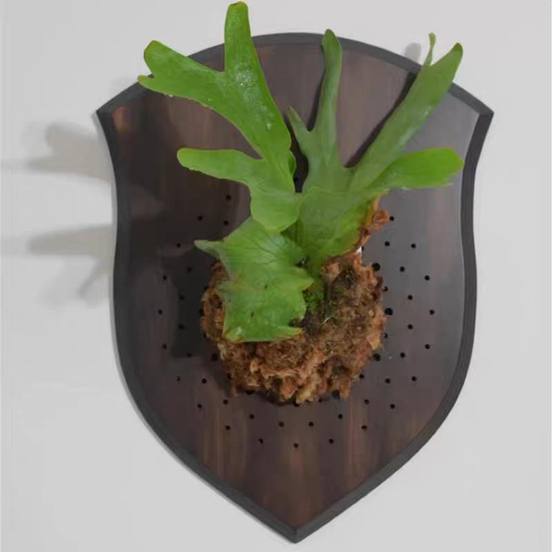 精品造型板材🌟黑胡桃實木材質，鹿角蕨、蘭花、掛籃、上板、板材-細節圖5