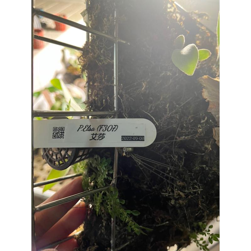 P.Elsa(艾莎）鹿角蕨，販售側芽-細節圖2