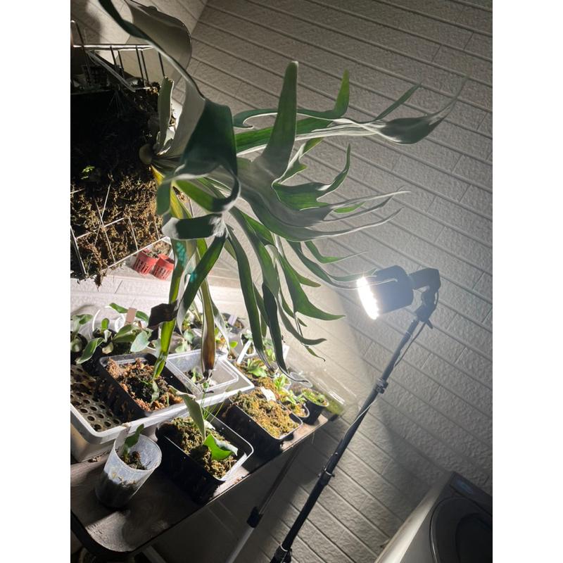 P.Elsa(艾莎）鹿角蕨，販售側芽-細節圖3