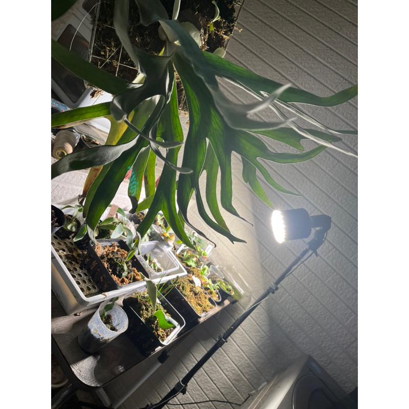 P.Elsa(艾莎）鹿角蕨，販售側芽-細節圖4