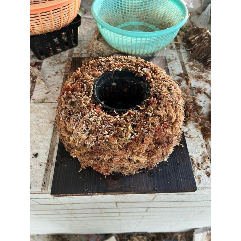 碳化板、原木板🔥24H馬上出貨🔥雲杉木板材、蘭花、鹿角蕨板材、上板、盆器-細節圖2