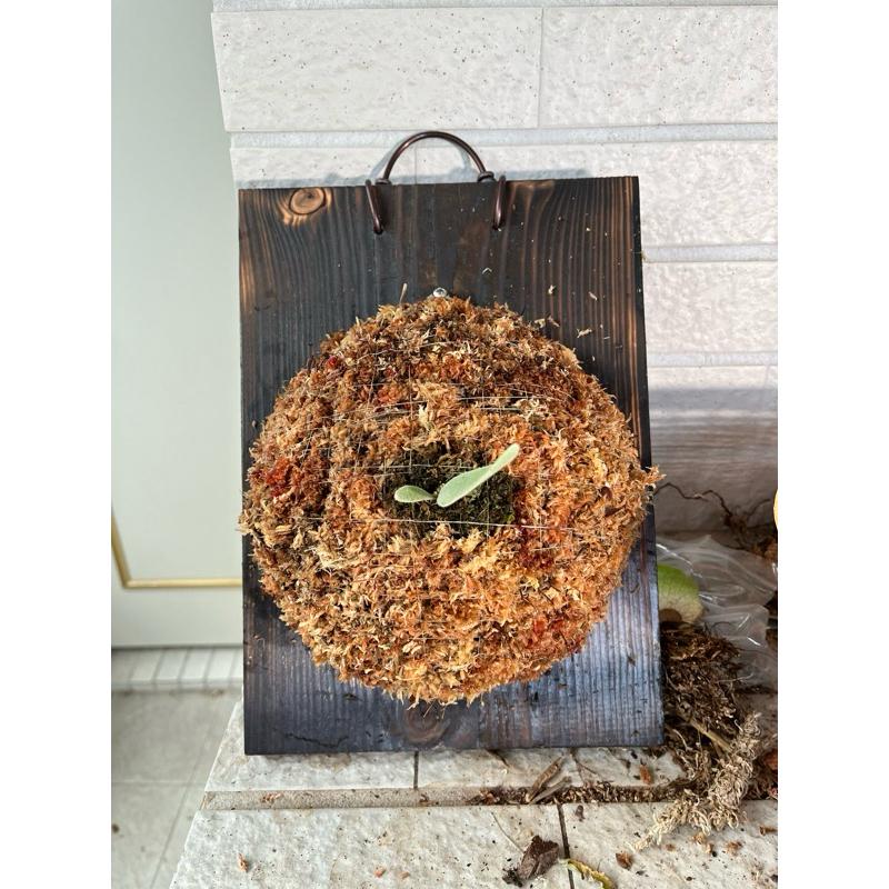 碳化板、原木板🔥24H馬上出貨🔥雲杉木板材、蘭花、鹿角蕨板材、上板、盆器-細節圖3