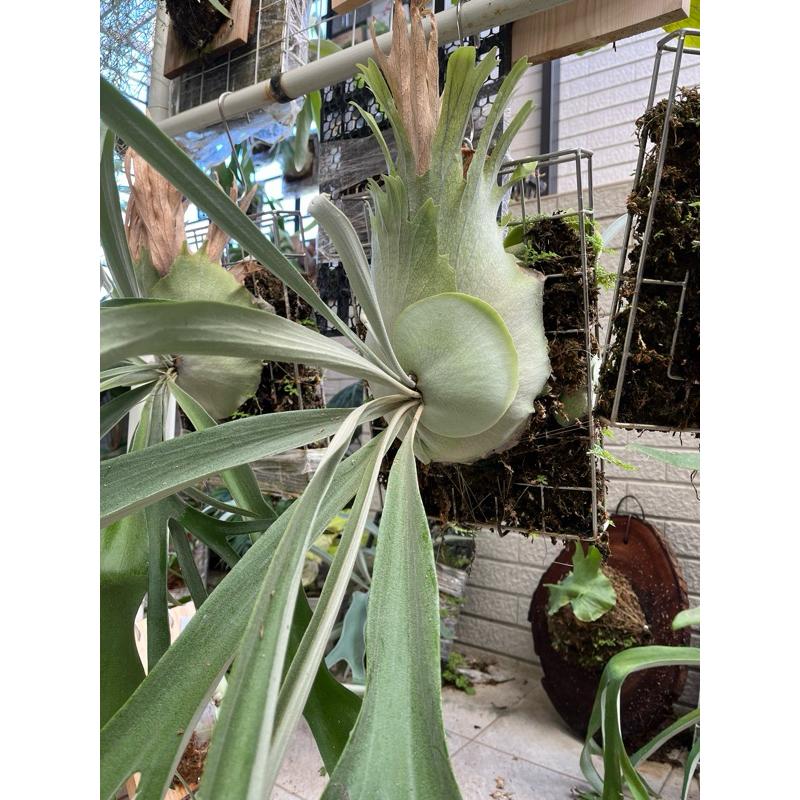 P.Cosmo鹿角蕨- 蕨戰喵星人- iOPEN Mall P.Cosmo鹿角蕨- 蕨戰喵星人- iOPEN Mall