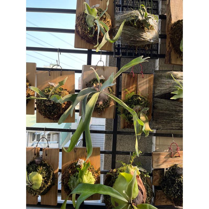 上板鹿角蕨區、pewchan、女王-細節圖2