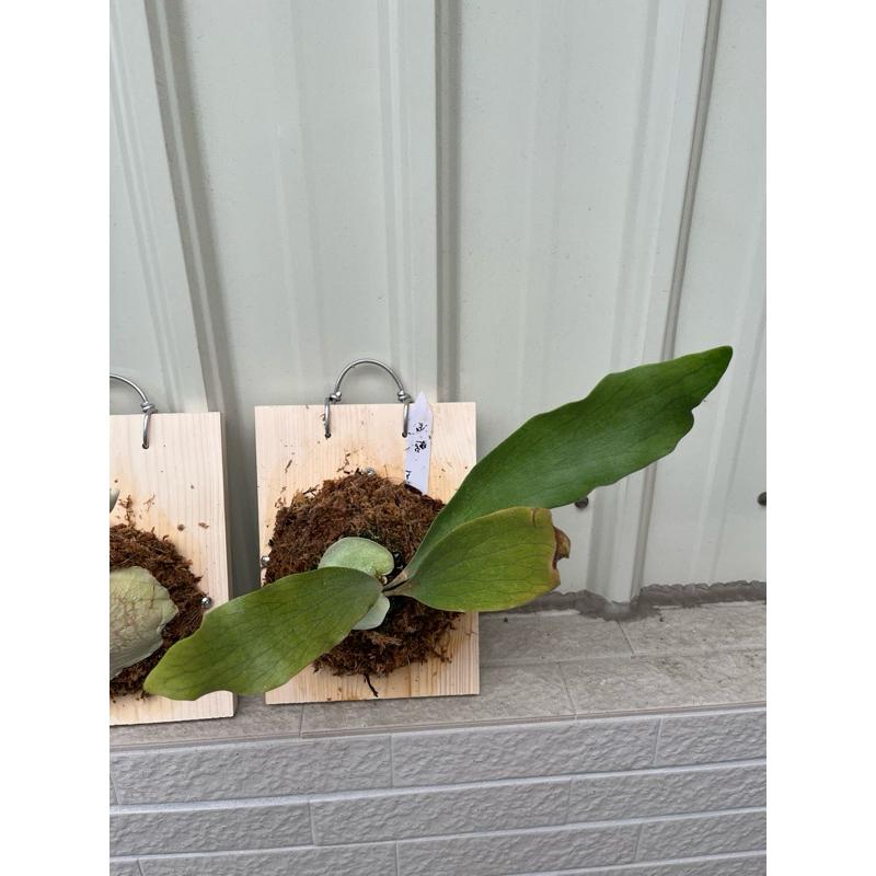 上板鹿角蕨區、pewchan、女王-細節圖3