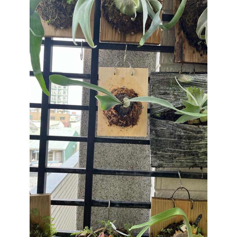 上板鹿角蕨區、pewchan、女王-細節圖4