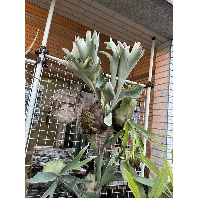 鹿角蕨，普貨-皮陳、立鹿、銀鹿、、高冠銀鹿、山採爪蛙-細節圖2